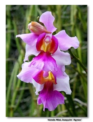 Orchid 1. Vanda Miss Joaquim 'Agnes'