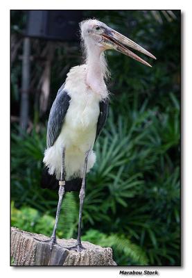 Marabou Stork