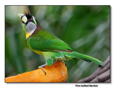 Fire-tufted Barbet