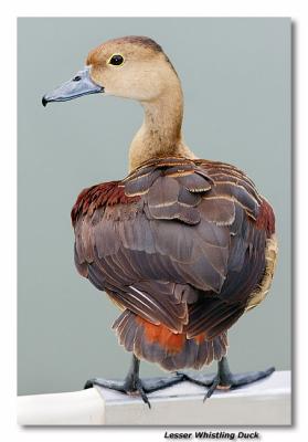 Lesser Whistling Duck