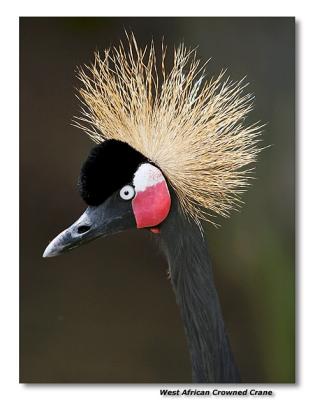 West African Crowned Crane