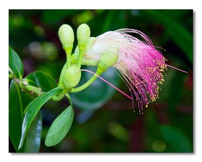 Mangrove Apple