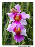 Orchid 1. Vanda Miss Joaquim Agnes