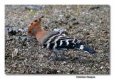 Common Hoopoe