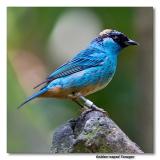 Golden-naped Tanager