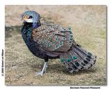 Bornean Peacock Pheasant