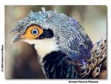 Bornean Peacock Pheasant