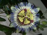 Passion Flower