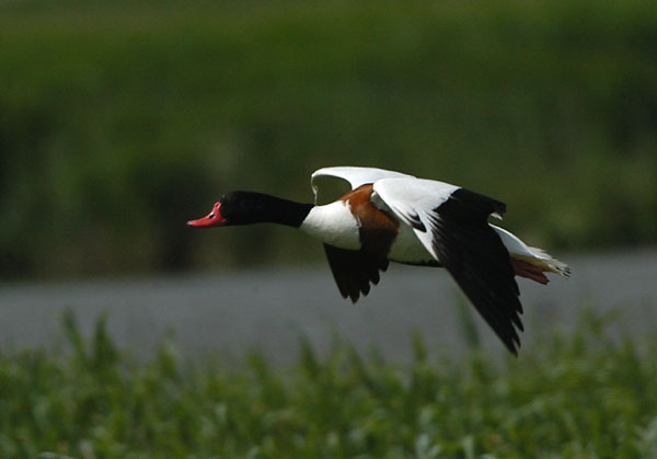 Common Shelduck  - Gravand - Tadorna tadorna