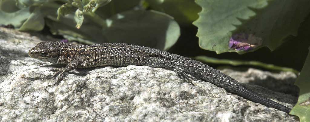Common Lizard - Alm. Firben - Larcerta vivipara