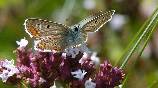 Brown Argus -  Rdplettet Blfugl - Aricia agestis