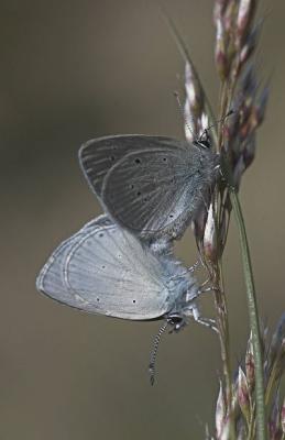 Little Blue - Dvrgblfugl - Copidu minimus