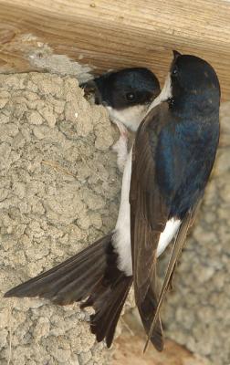 v3/33/288433/3/45907340.DSC_4024Bysvale.jpg