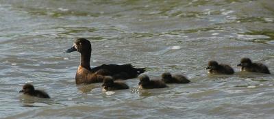 Tufted Duck  and pull - Troldand med unger - Aythya fuligula
