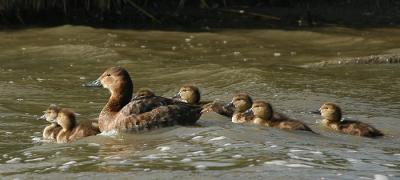 Common Pochard female and pull - Taffeland med unger- Aythya ferina