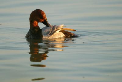 Common Pochard male - Taffeland - Aythya ferina