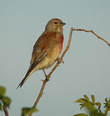 Common Linnet male - Tornirisk han - Carduelis cannabina