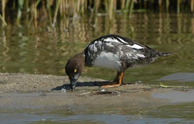 Common Goldeneye - Hvinand - Bucephala clangula