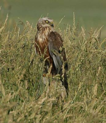 Marsh Herrier male - Rrhg han - Circus aeruginosus