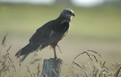 Marsh Herrier male - Rrhg han - Circus aeruginosus