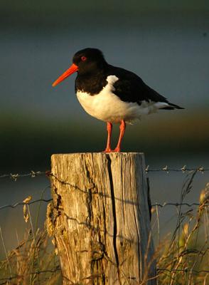 Oystercatcher - Strandskade - Haemantopus ostralegus