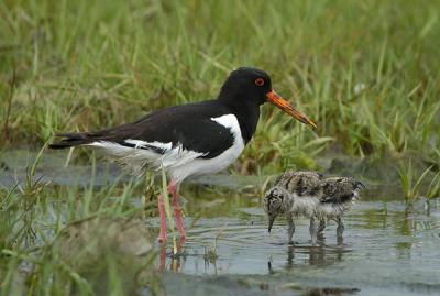 Oystercatcher - Strandskade - Haemantopus ostralegus
