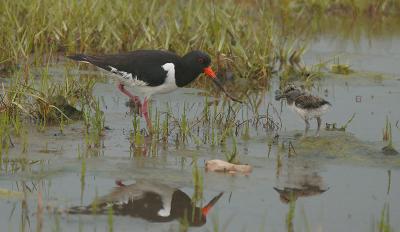 Oystercatcher - Strandskade - Haemantopus ostralegus