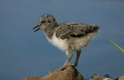 Oystercatcher - Strandskade - Haemantopus ostralegus pull