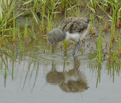 Oystercatcher - Strandskade - Haemantopus ostralegus pull