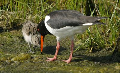 Oystercatcher - Strandskade - Haemantopus ostralegus