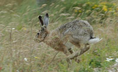 Hare - Hare - Lepus capensis