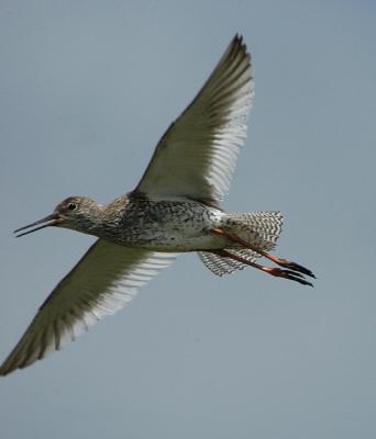 Common Redshank - Rødben - Tringa totanus