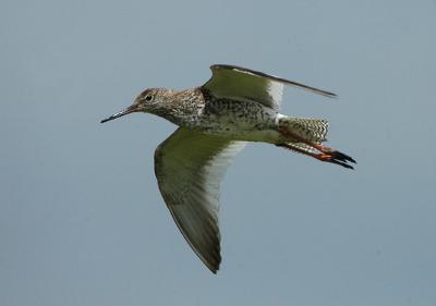 Common Redshank - Rødben - Tringa totanus