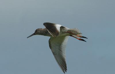 Common Redshank - Rødben - Tringa totanus