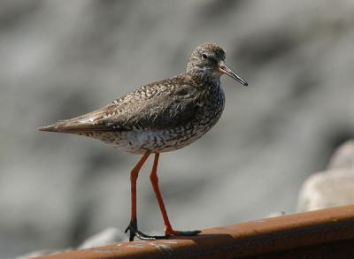 Common Redshank - Rødben - Tringa totanus