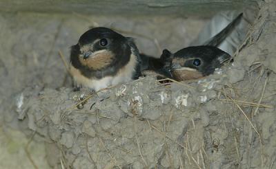 Barn Swallow - Landsvale - Hirundo rustica