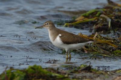 Common Sandpiber - Mudderklire - Actitis hypoleucus