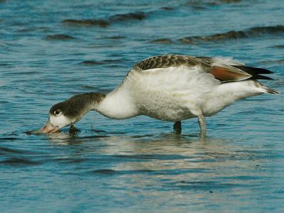 Common Shelduck juv  - Gravand - Tadorna tadorna