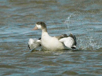 Common Shelduck juv  - Gravand - Tadorna tadorna