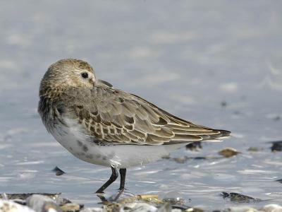 Dunlin juv 1. winter- Almindelig Ryle - Calidris alpina