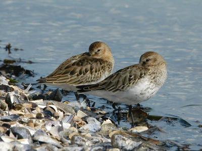 Dunlin - Almindelig Ryle - Calidris alpina