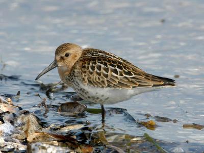 Dunlin juv - Almindelig Ryle - Calidris alpina