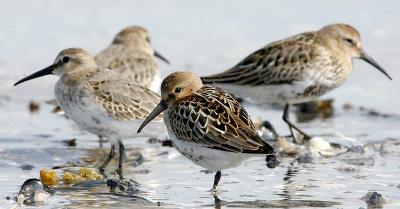 Dunlin juv - Almindelig Ryle - Calidris alpina