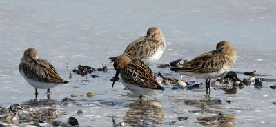 Dunlin juv - Almindelig Ryle - Calidris alpina