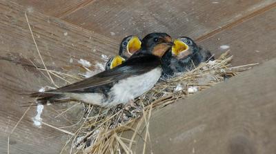 Barn Swallow - Landsvale - Hirundo rustica