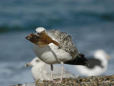 Great Black -backed - Svartbag - Larus marinus
