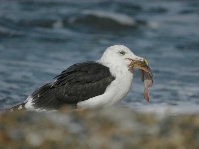 Great Black -backed ad - Svartbag ad - Larus marinus