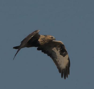 Rough-legged Buzzard - Fjeldvge - Buteo lagopus