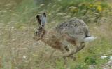 Hare - Hare - Lepus capensis