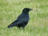 Carrion Crow - Sortkrage - Corvus corone